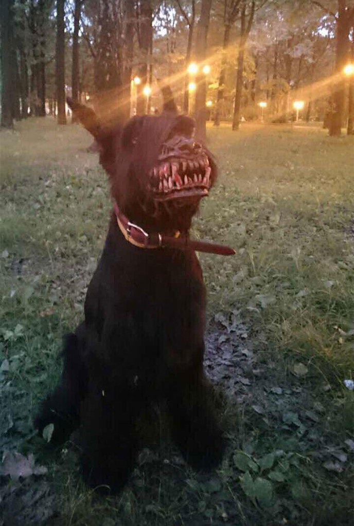 http://hitek.fr/img/actualite/2015/08/28/w_russian-werewolf-dog-muzzle-3.jpg?unsync