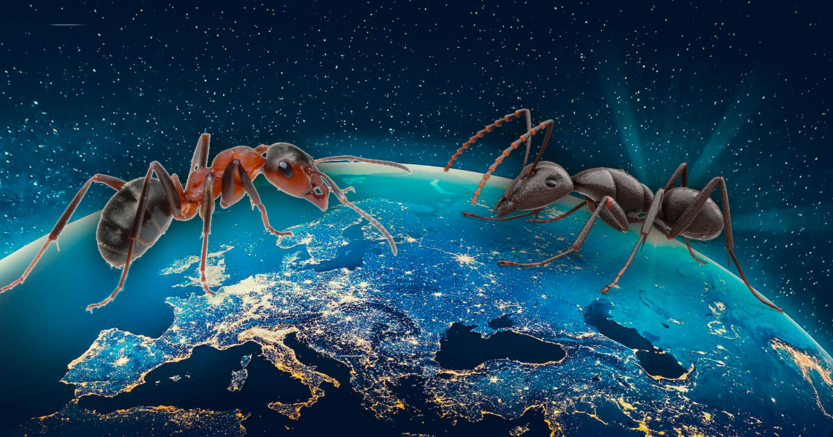Deze wetenschappers schatten het aantal mieren op aarde, en dit is onvoorstelbaar