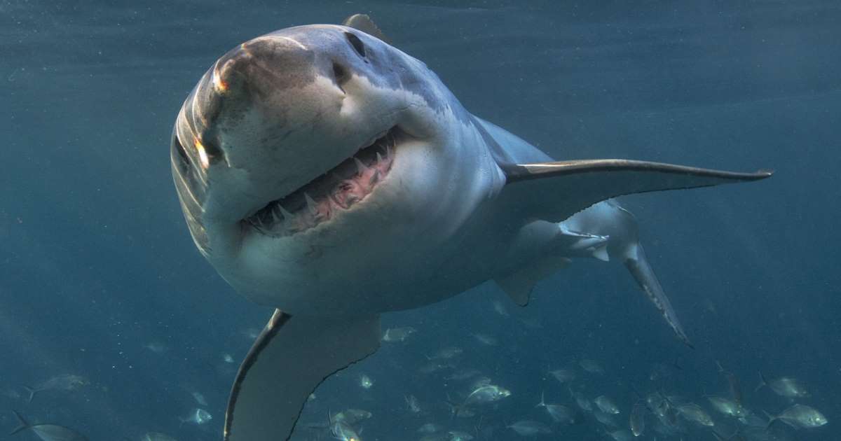 Un Bebe Requin A Visage Humain Retrouve En Indonesie France News Live