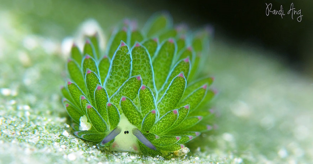 Cette Adorable Limace De Mer Va Vous Séduire Par Ses Caractéristiques Uniques